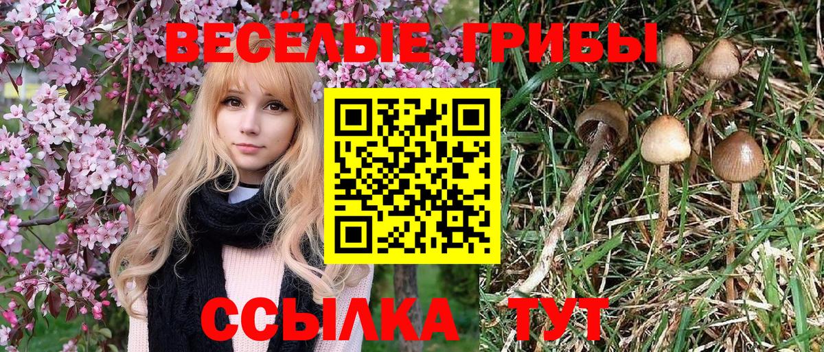 Псилоцибиновые грибы Cubensis Карасук